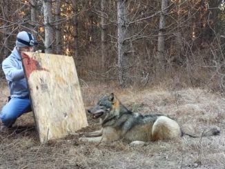 Trapper Releasing A Wolf Caught In A Coyote Set