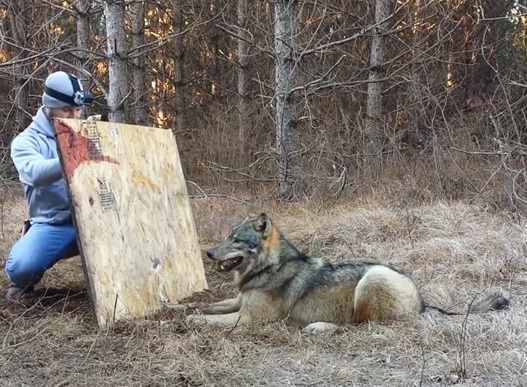 Trapper Releasing A Timber Wolf Caught In A Coyote Set (Video)