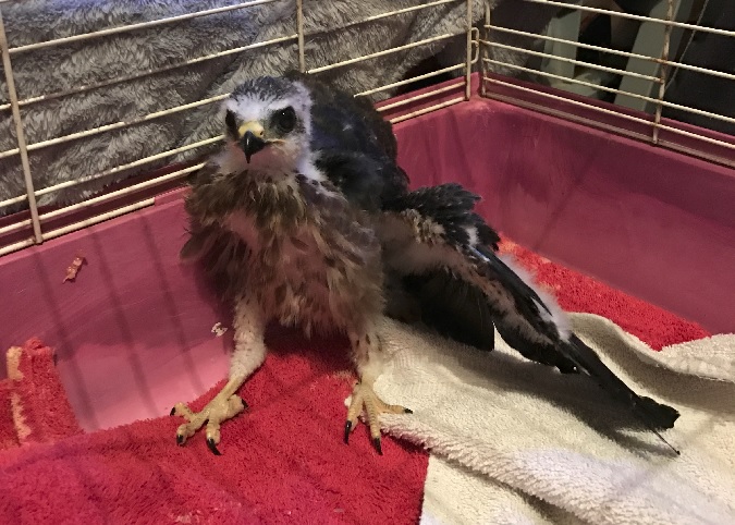 Caring For A Mississippi Kite