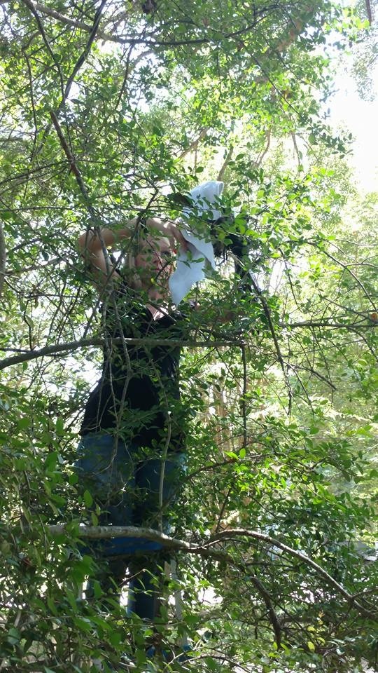 Caring For A Mississippi Kite