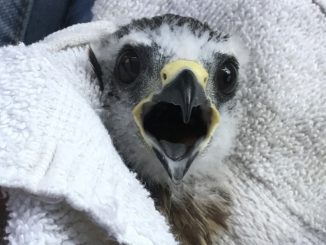 Caring For A Mississippi Kite