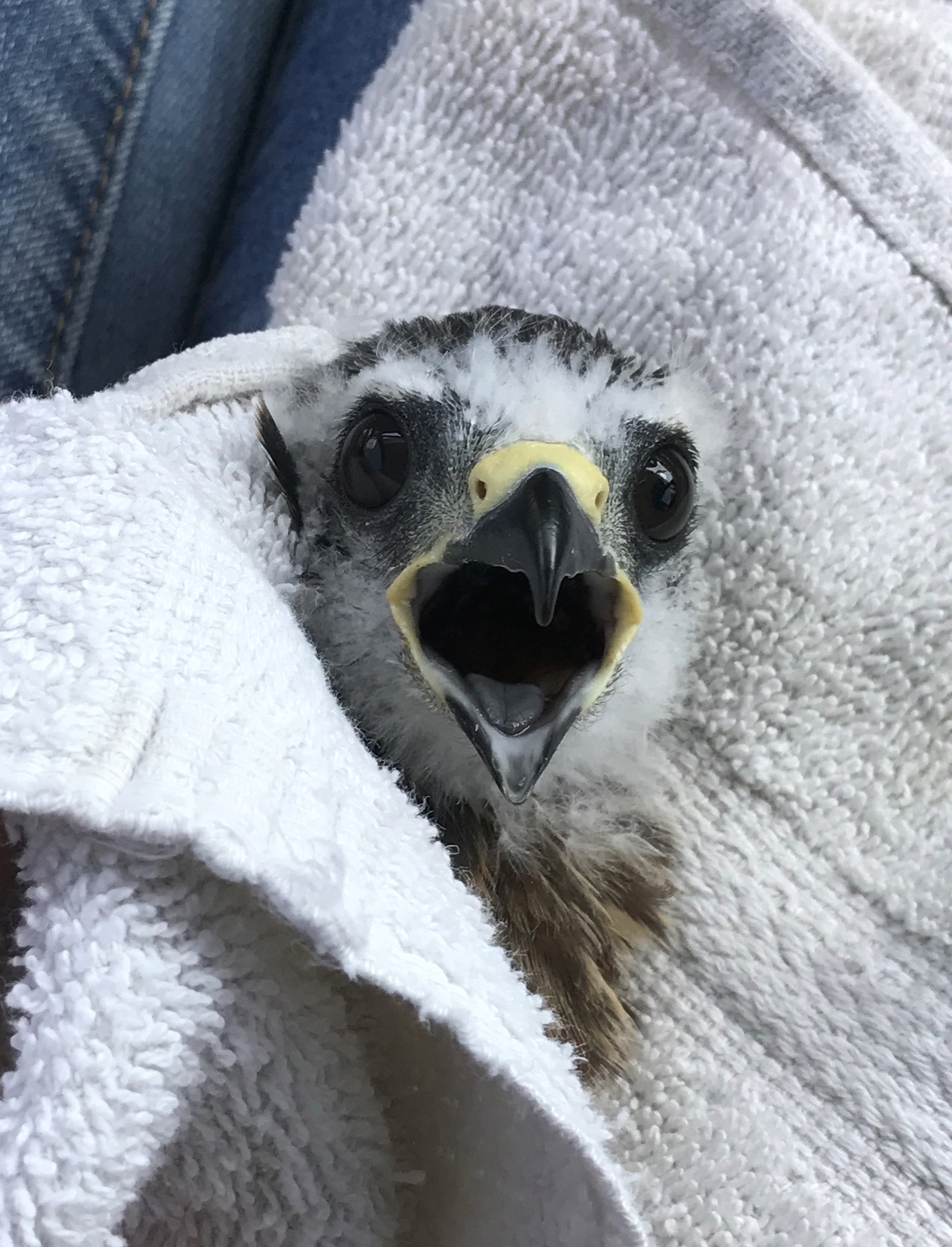 Caring For A Mississippi Kite