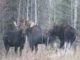 Dangerous encounter with three rutting giant bull moose