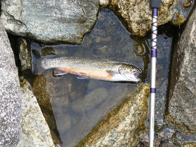 September Trout fishing and Goose Hunting in the North Country; Almost