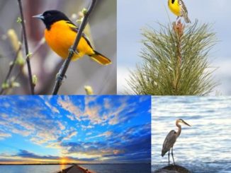 Sportfishing Industry Praises Committee Passage of HELP for Wildlife Act