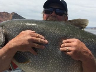 Utah Record Trout Landed At 57 Pounds, Four Pounds Past The Record