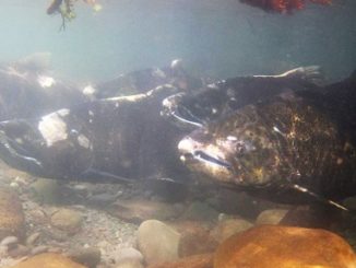 A new NOAA Fisheries program monitors salmon habitat in Puget Sound