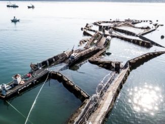 Farmed Atlantic Salmon Escape Broken Net In Washington