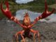 Invasive red swamp crayfish found in two locations in Michigan