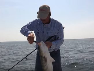 Jigging for Stripers with Twister Tails