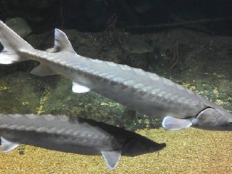 NOAA designates critical habitat for Atlantic sturgeon