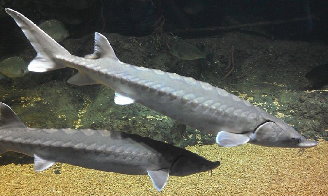 NOAA designates critical habitat for Atlantic sturgeon