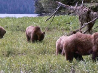 Politics Trump Science in British Columbia Grizzly Bear Hunting Ban