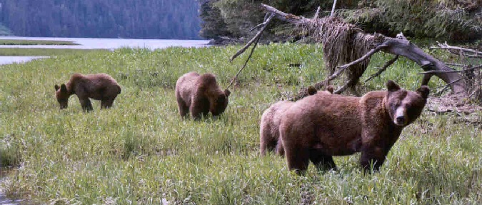 Politics Trump Science in British Columbia Grizzly Bear Hunting Ban