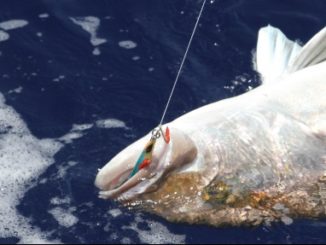Amberjack: Find the Right Spot and Multiple Methods Tempt These Offshore Bullies