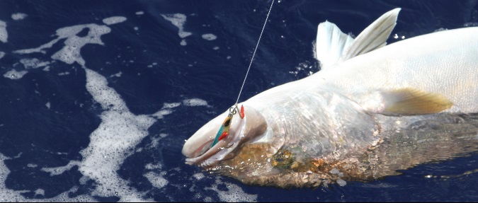Amberjack: Find the Right Spot and Multiple Methods Tempt These Offshore Bullies