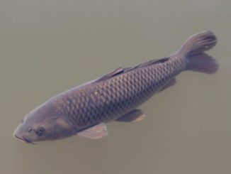 Culling millions of pounds of Asian carp