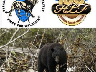 EXPANDING BLACK BEAR HUNTING IN CALIFORNIA