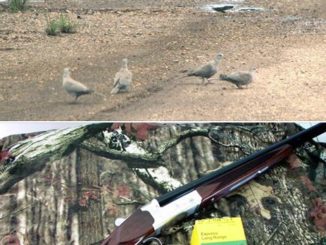 How To Chose A Dove Gun