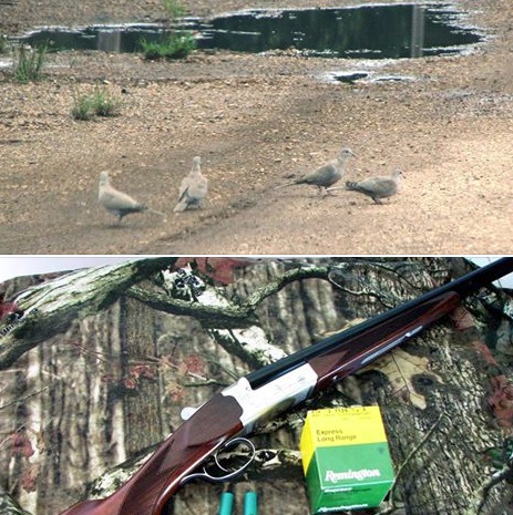 How To Chose A Dove Gun