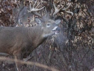 Majority of Hunters Believe Scent-Masking Products are Effective