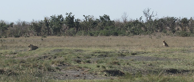 Making Sure Hunting Contributes to Lion Conservation in South Africa