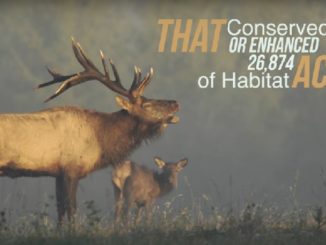 More Elk Country Conserved, Opened to Public Access in Pennsylvania
