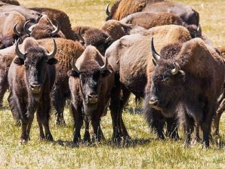 National Park Service Will Seek Volunteers To Cull Bison In Grand Canyon National Park