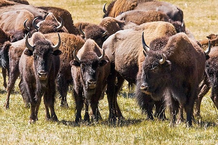 National Park Service Will Seek Volunteers To Cull Bison In Grand Canyon National Park 