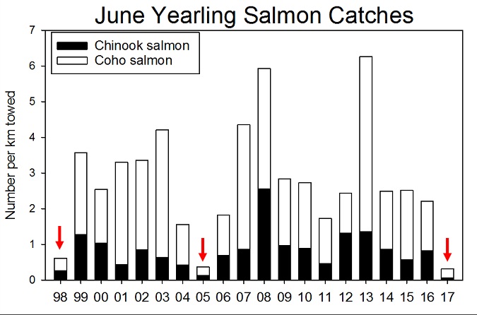 Ocean conditions for salmon headed to sea this year are very poor, according to recent NOAA Fisheries research surveys, and have a high likelihood of depressing salmon returns to the Columbia River in the next few years.