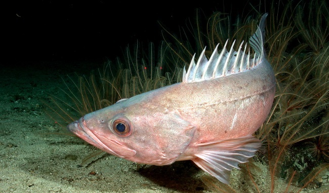 Protected Waters Foster Resurgence of West Coast Rockfish 