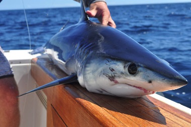 Shark Fishing Tips From Out Friends In New York