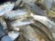 Striper and Bluefish News: Atlantic coast menhaden management changing