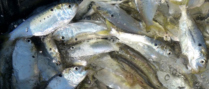 Striper and Bluefish News: Atlantic coast menhaden management changing