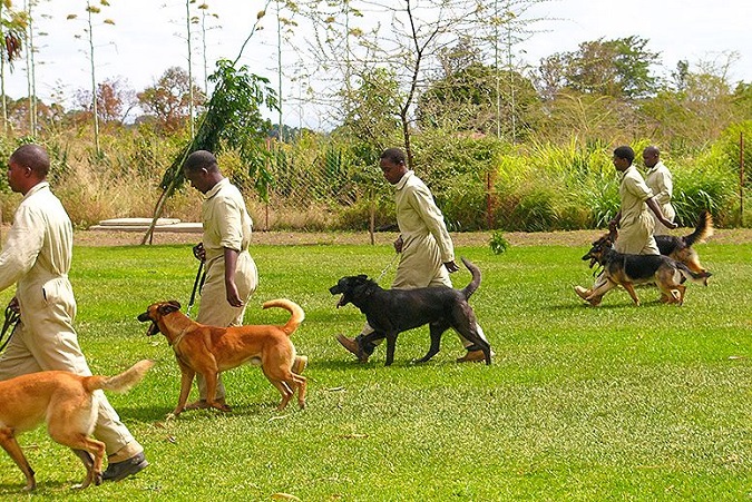 Tanzania ivory dogs