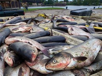 Thousands of carp culled