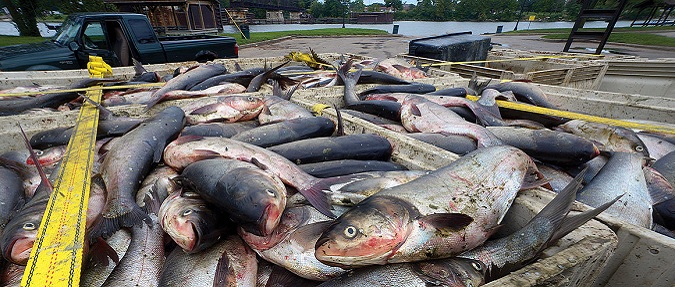 Thousands of carp culled