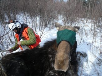 Vermont Awarded $50k to Study Moose