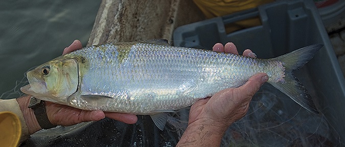 With no sign of recovery, VA to halt stocking shad in James