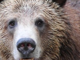 Would You Hunt Grizzly Bear in the Greater Yellowstone