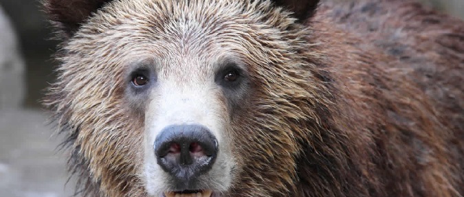 Would You Hunt Grizzly Bear in the Greater Yellowstone