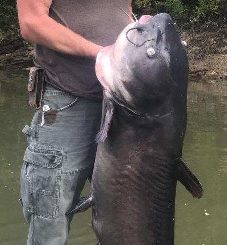 Georgia's New State Record Blue Cat By 12 Pounds