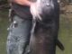 Georgia's New State Record Blue Cat By 12 Pounds