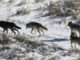 RMEF Grant to Benefit Montana Wolf Management