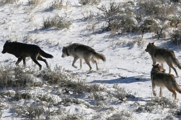 RMEF Grant to Benefit Montana Wolf Management