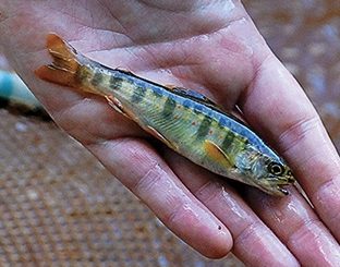 Restoration of PA stream to be acid test for trout 2