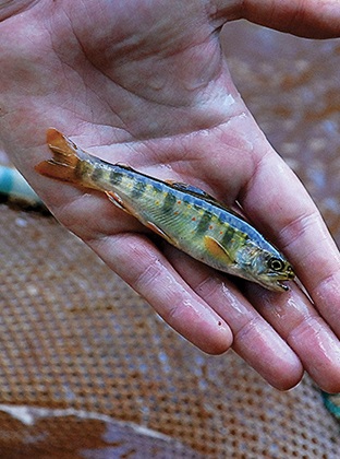 Restoration of PA stream to be acid test for trout 2