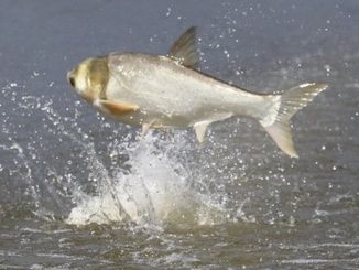 Arkansas Slates Commercial Harvest of Asian Carp on Lake Chicot