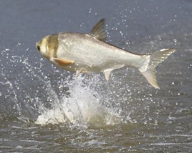 Arkansas Slates Commercial Harvest of Asian Carp on Lake Chicot 