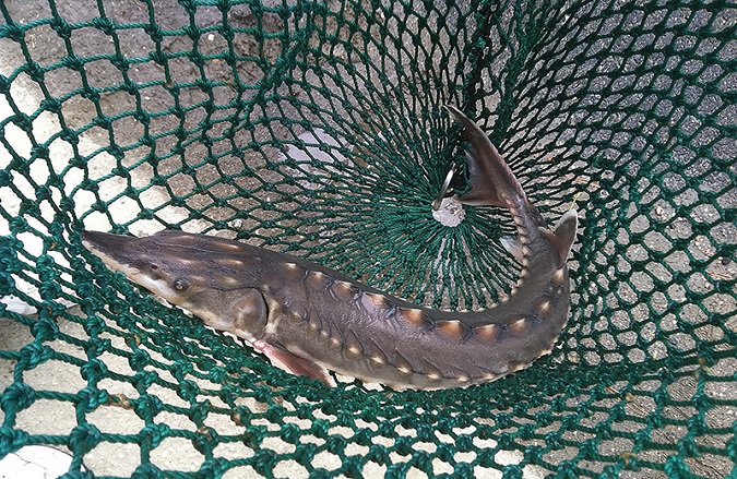 Hurdles For The Endangered Sturgeon of the James River